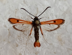 Chamaesphecia schmidtiiformis