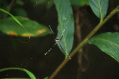 Argiope