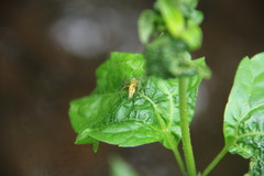 Oxyopes
