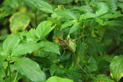 Calotes versicolor