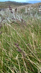 Poa costiniana