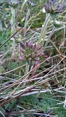 Chaerophyllum eriopodum