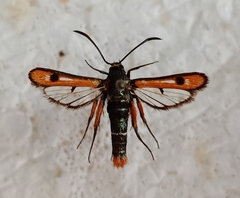 Chamaesphecia schmidtiiformis