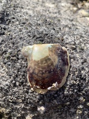 Pterioidea
