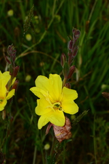 Oenothera stricta stricta