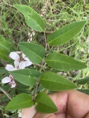 Indigofera baileyi
