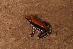 Hydrophylax bahuvistara