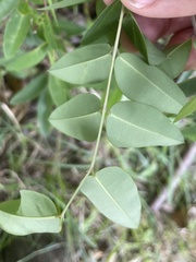 Indigofera baileyi