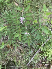 Indigofera baileyi