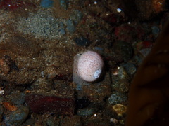 Cryptonatica aleutica