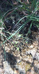 Trichodiadema strumosum