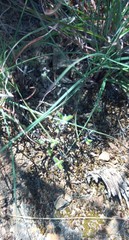 Trichodiadema strumosum