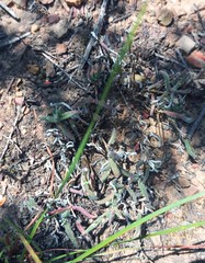 Trichodiadema strumosum