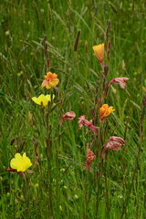 Oenothera stricta stricta