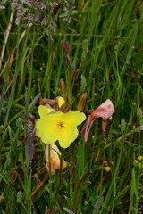 Oenothera stricta stricta