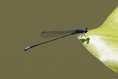 Acanthagrion trilobatum