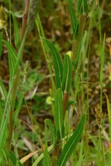 Oenothera stricta stricta