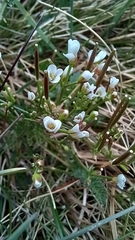 Cardamine lilacina