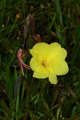 Oenothera stricta stricta