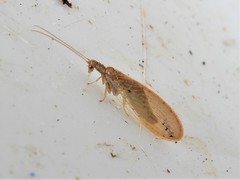 Micromus tasmaniae