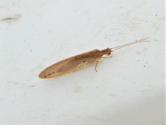Micromus tasmaniae