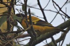 Oriolus xanthornus