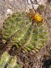 Ferocactus echidne