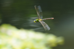 Anax concolor