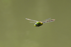 Anax concolor