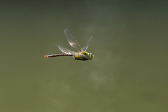 Anax concolor