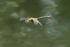Anax concolor