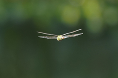 Anax concolor
