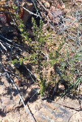 Muraltia macrocarpa