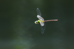 Anax concolor