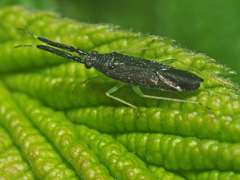 Heterotoma planicornis