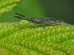 Heterotoma planicornis