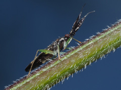 Heterotoma planicornis