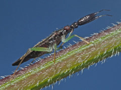 Heterotoma planicornis