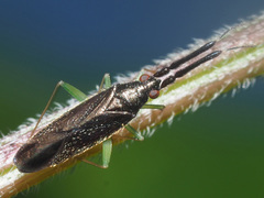 Heterotoma planicornis