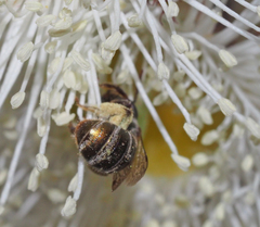 Lipotriches flavoviridis