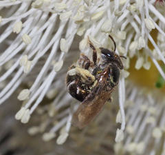 Lipotriches flavoviridis