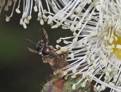 Lipotriches flavoviridis