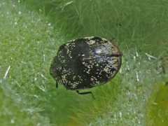 Anthrenus verbasci