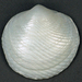 Lucine Clams - Photo (c) James St. John, some rights reserved (CC BY)