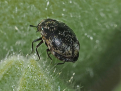 Anthrenus verbasci