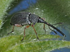 Rhopalapion longirostre