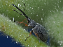 Rhopalapion longirostre