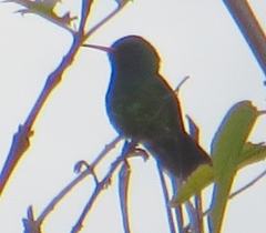 Chlorostilbon lucidus