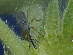 Rhopalapion longirostre