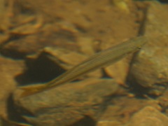 Melanotaenia splendida splendida